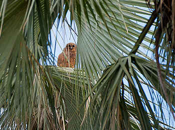 Pelo Camp: Pel's Fishing Owl Pelo Camp: Pel's Fishing Owl