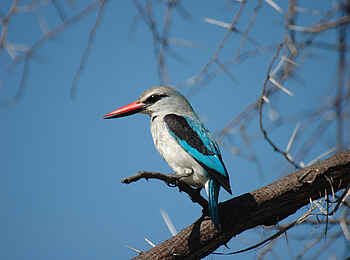 Robin Pope Safaris: Senegalliest
