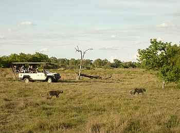 Sango Safari Camp: Leopardenpärchen