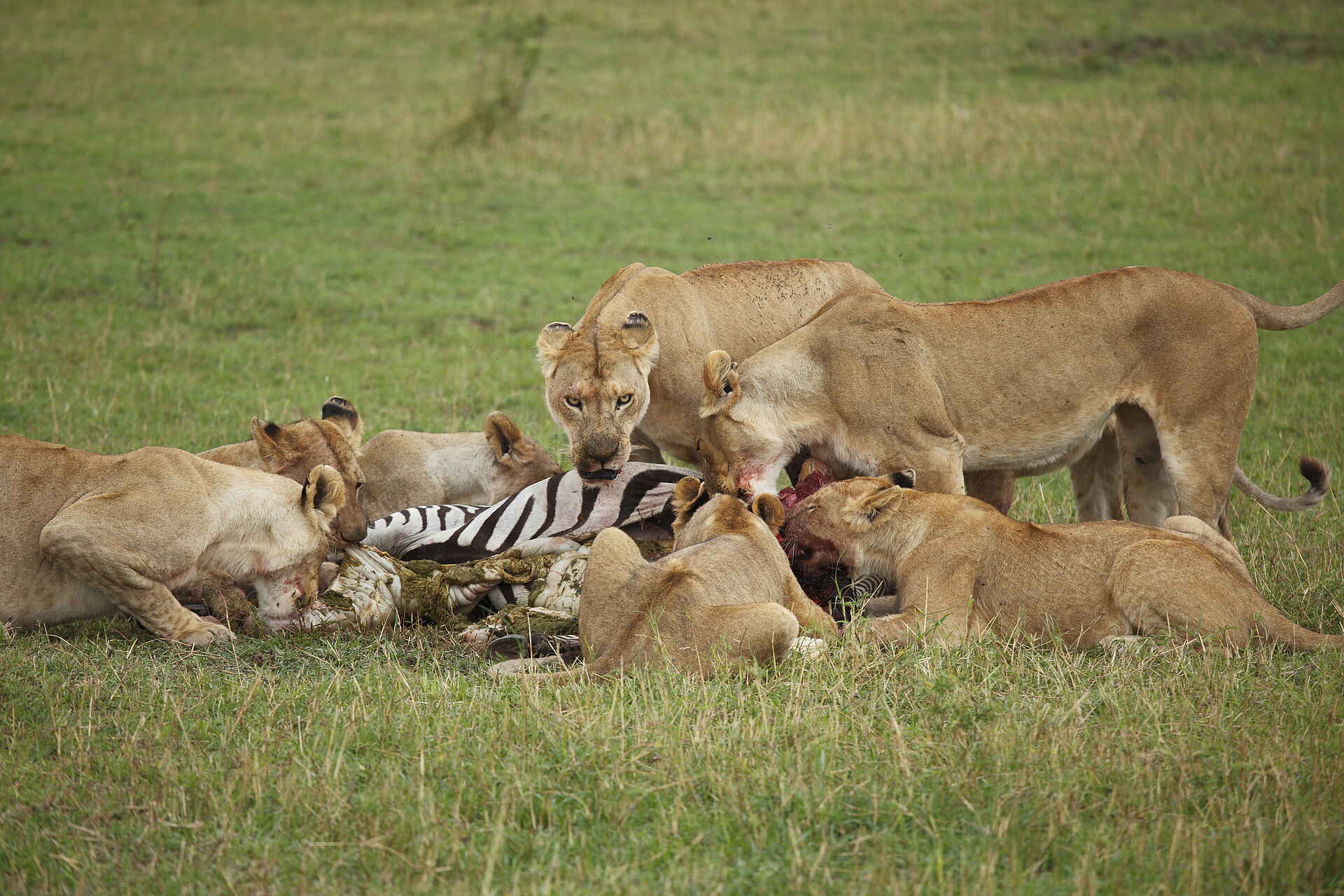 Serengeti Bushtops: Löwen fressen Zebra