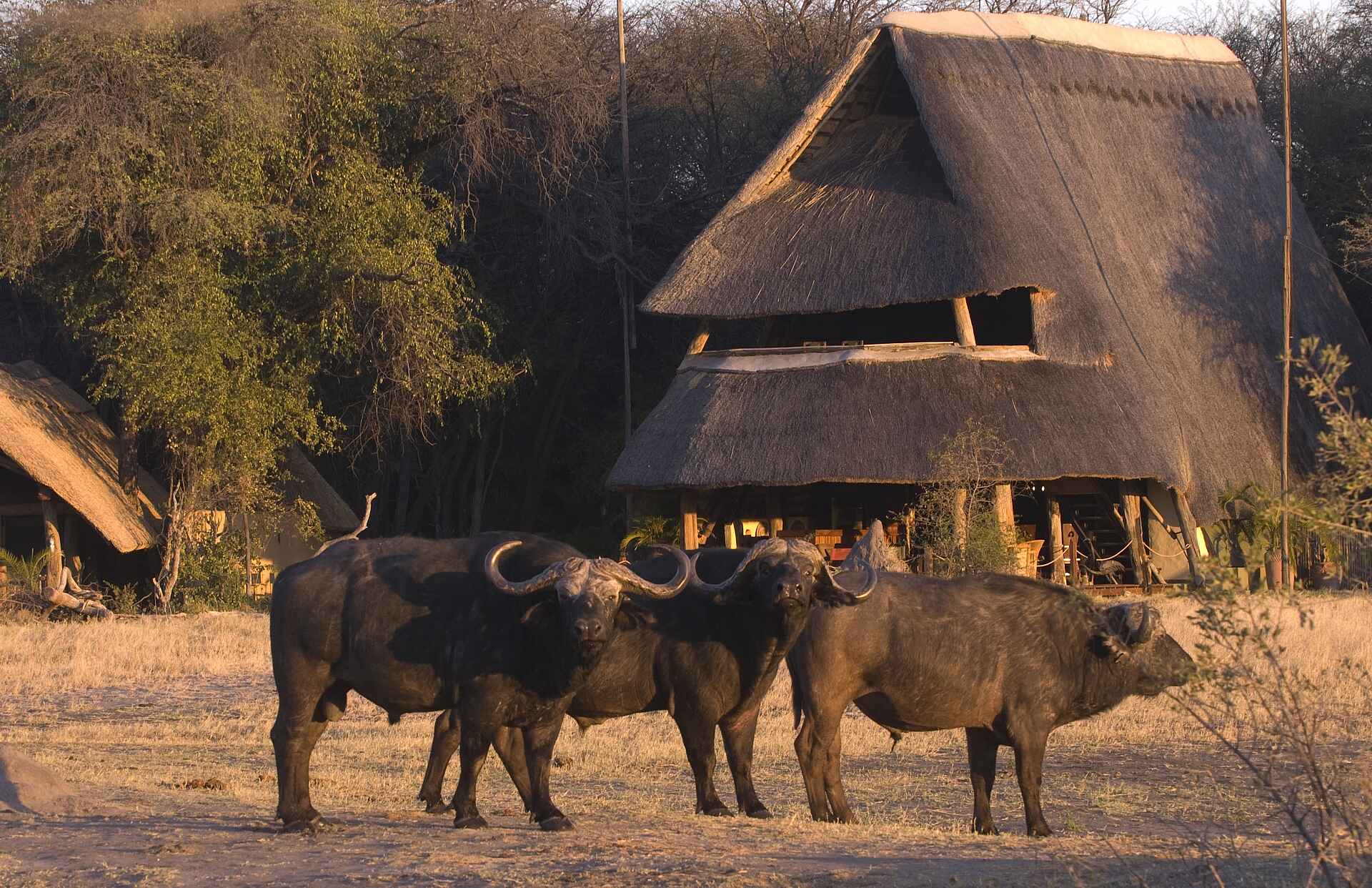 Hwange National Park, The Hide, Büffel, Hauptgebäude, Lodge, Preston Family