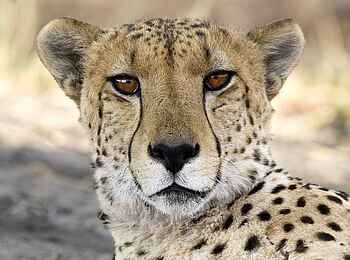 Vumbura Plains Camp: Elefanten im Sumpf