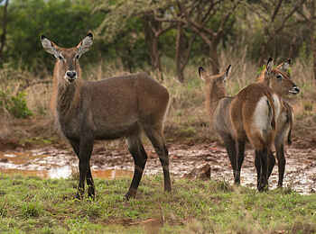 Akagera Game Lodge: Wasserböcke Akagera Game Lodge: Wasserböcke