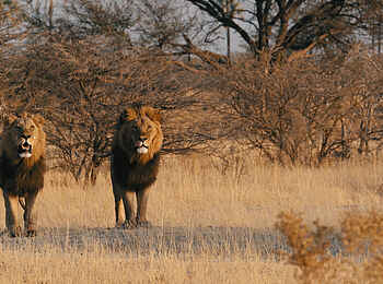 Chief's Camp: Begegnung mit Löwen