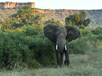 Chilo Ivory Trail Adventure: Elefantenbulle an den Chilojo Cliffs