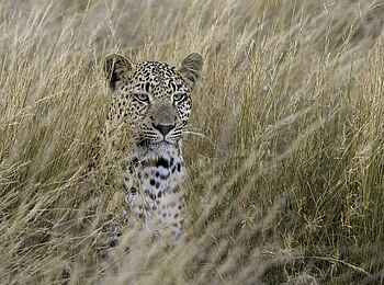 Kwetsani Camp: Leopard Kwetsani Camp: Leopard