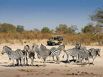 Linyanti Expeditions: Zebras Linyanti Expeditions: Zebras