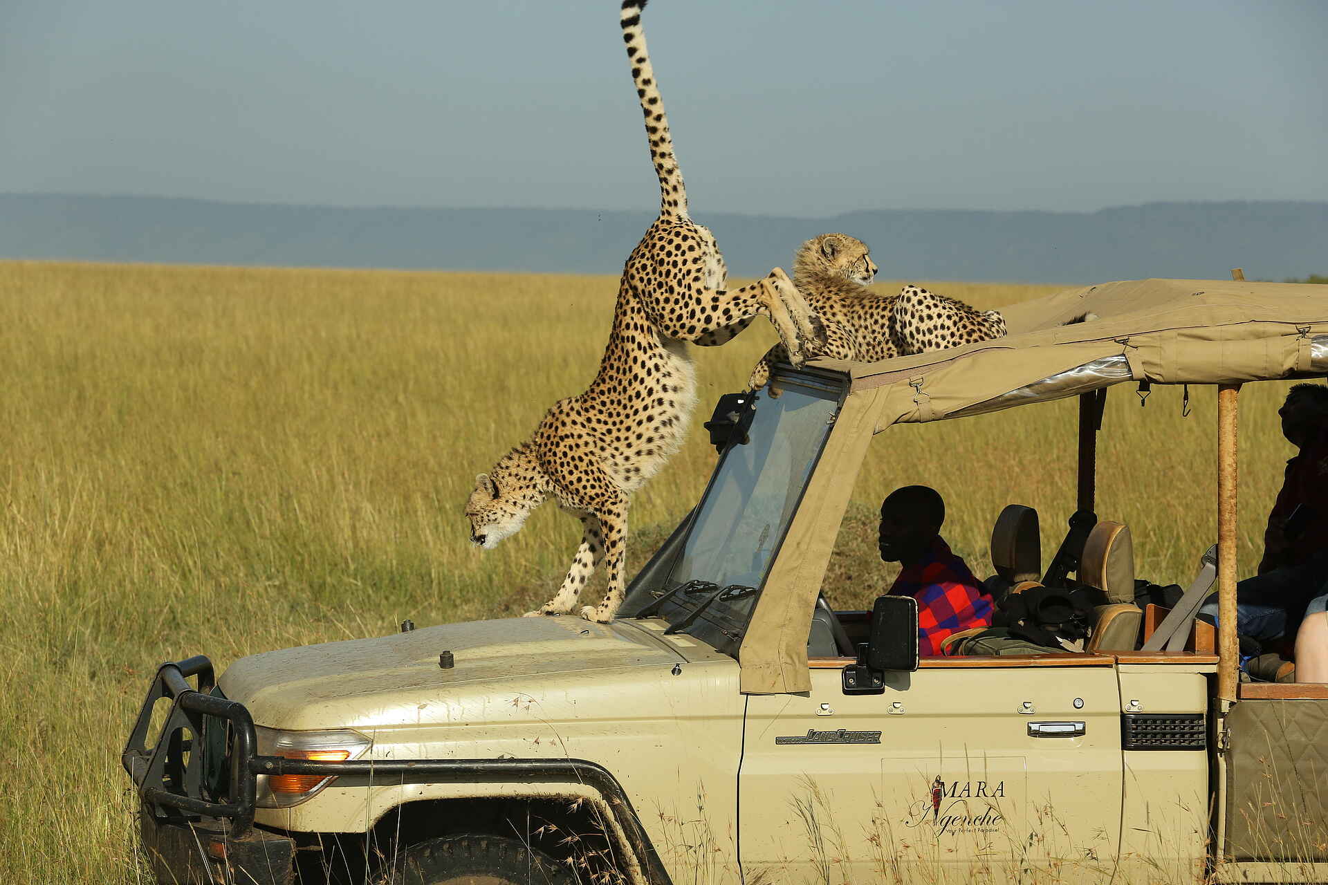 Atua Enkop, Mara National Reserve, Mara Ngenche Camp, Masai Mara, Aktivitäten, Game Drive, Acinonyx Jubatus, Geländefahrzeug, Geparden, Afrikarma, Afrikarma Safaris, Afrikarma Safaris - Wildnis. Hautnah., Afrikarma.de