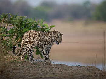 Nkonzi Bush Camp: Streunender Leopard Nkonzi Bush Camp: Streunender Leopard