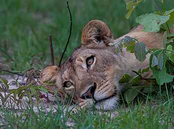 Ntemwa Busanga Bushcamp: Aufmerksamer Blick