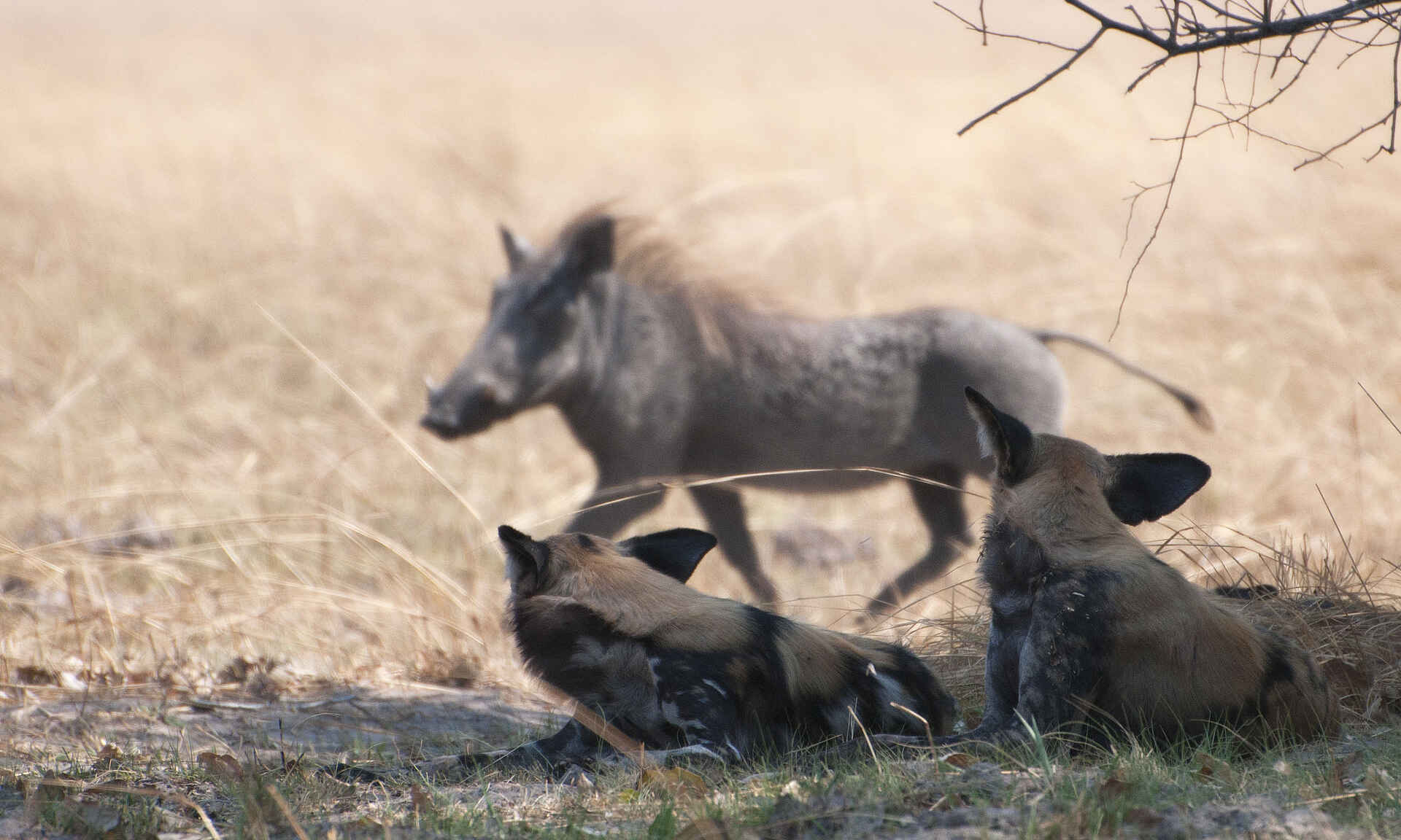 Busanga, Busanga Plains, Bushcamp, J&M Safaris, Jeffrey & McKeith Safaris, Kafue National Park, Ntemwa Busanga Bushcamp, Game Drive, Tier, Lycaon Pictus, Wildhund, Afrikarma, Afrikarma Safaris, Afrikarma Safaris. Wildnis. Hautnah., Afrikarma.de