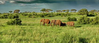 Tarangire