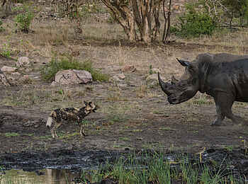 Sabi Sabi Little Bush Camp: Wer ist hier dick?