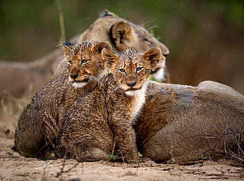 Singita Ebony Lodge: Gebadete Löwen Singita Ebony Lodge: Gebadete Löwen