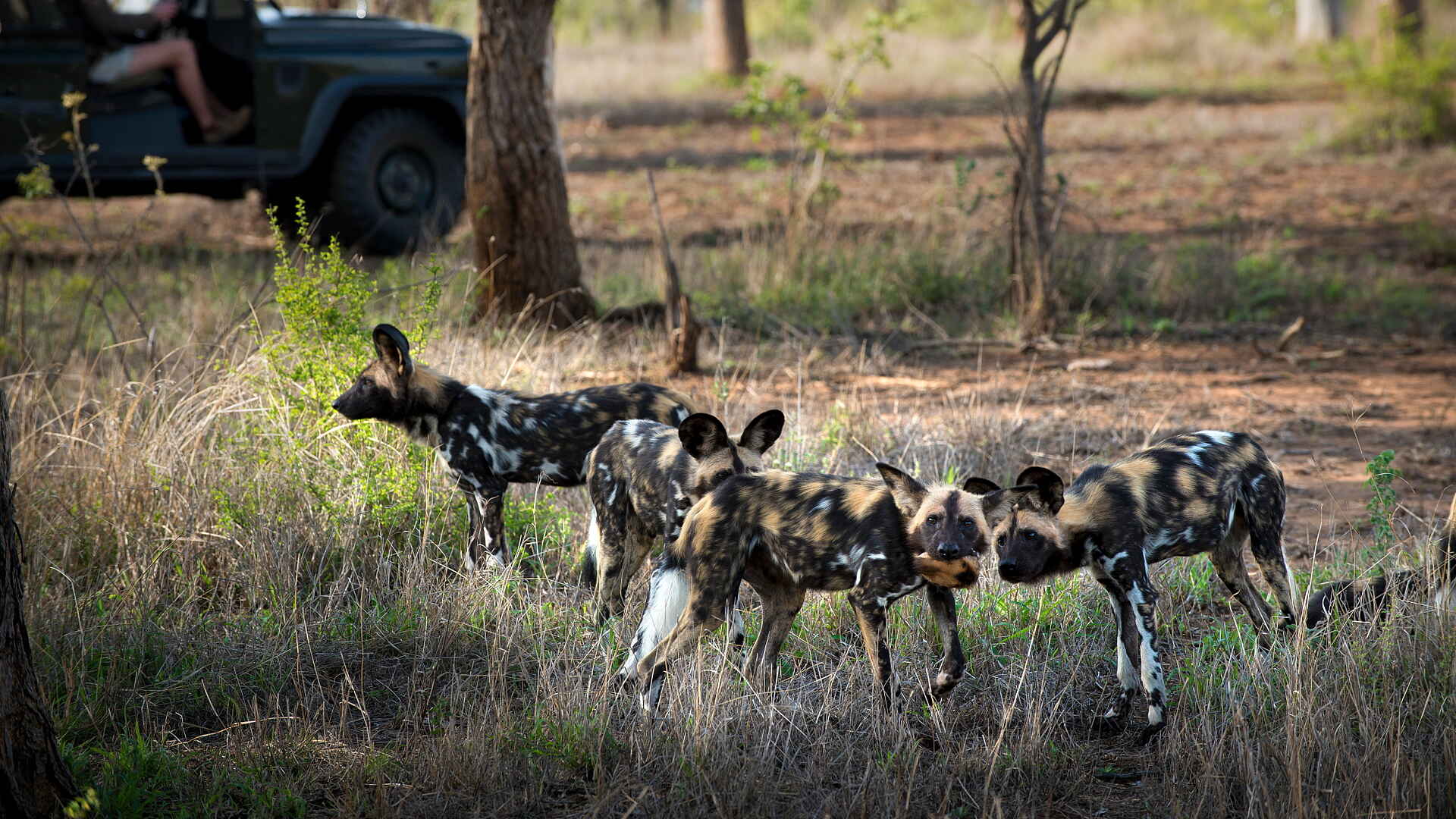Tengile River Lodge: Wildhunde