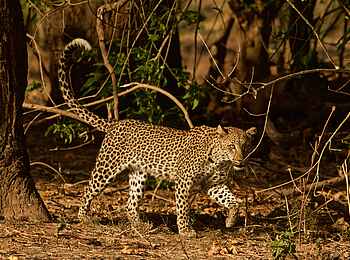 Tusk and Mane Safaris: Leopardin Tusk and Mane Safaris: Leopardin