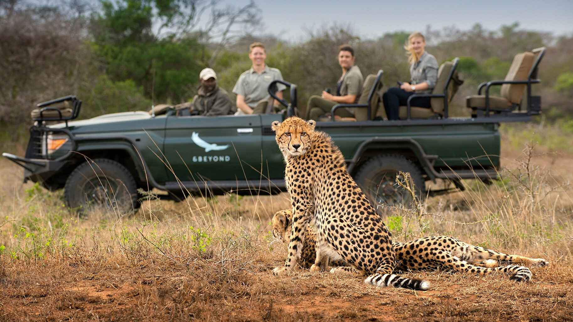 andBeyond Phinda Vlei Lodge: Zwei Geparden auf Pirschfahrt andBeyond Phinda Vlei Lodge: Zwei Geparden auf Pirschfahrt