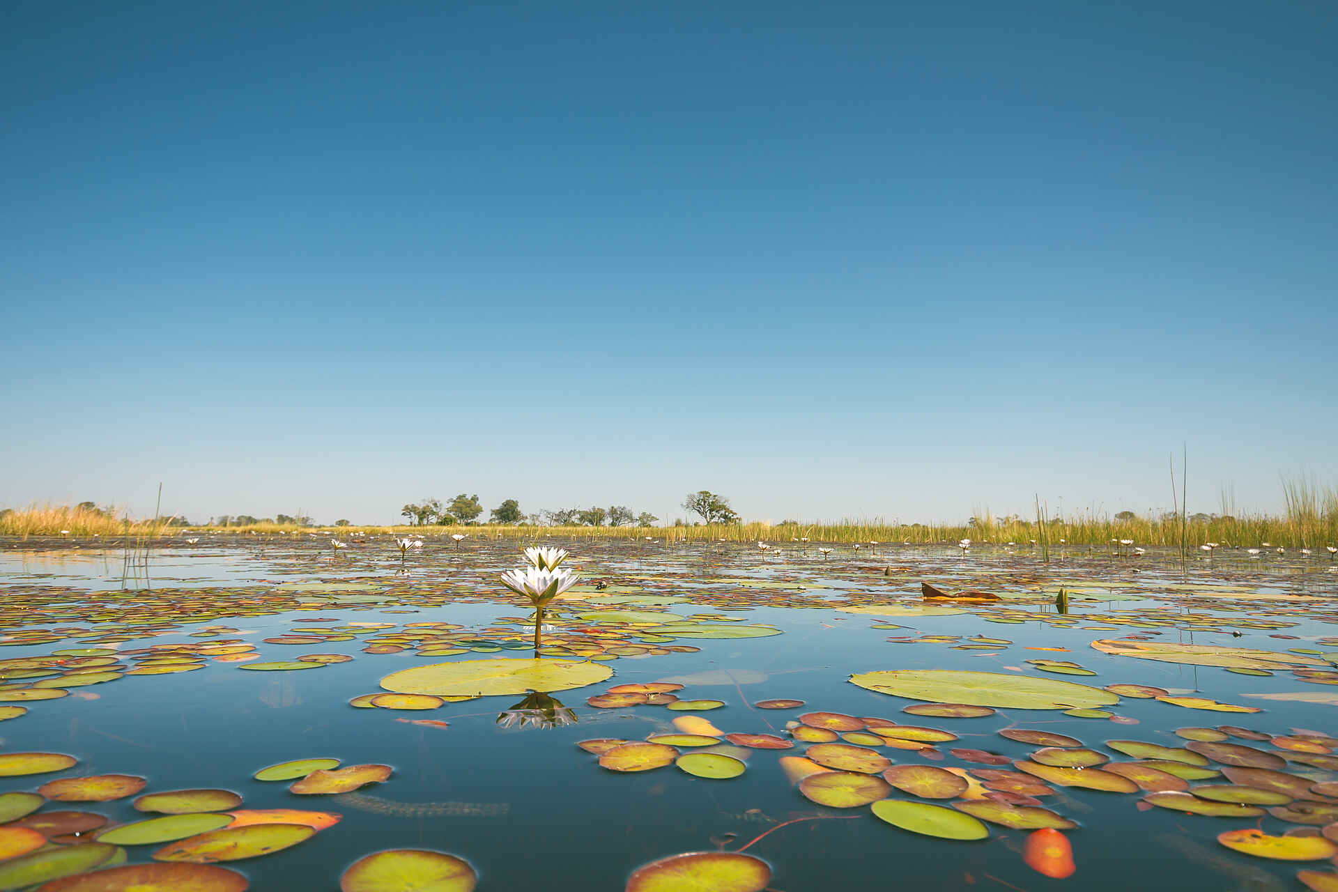 Belmond Eagle Island Lodge: Flusslandschaft