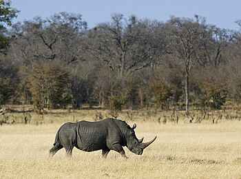 Davison's Camp: Nashorn Davison's Camp: Nashorn