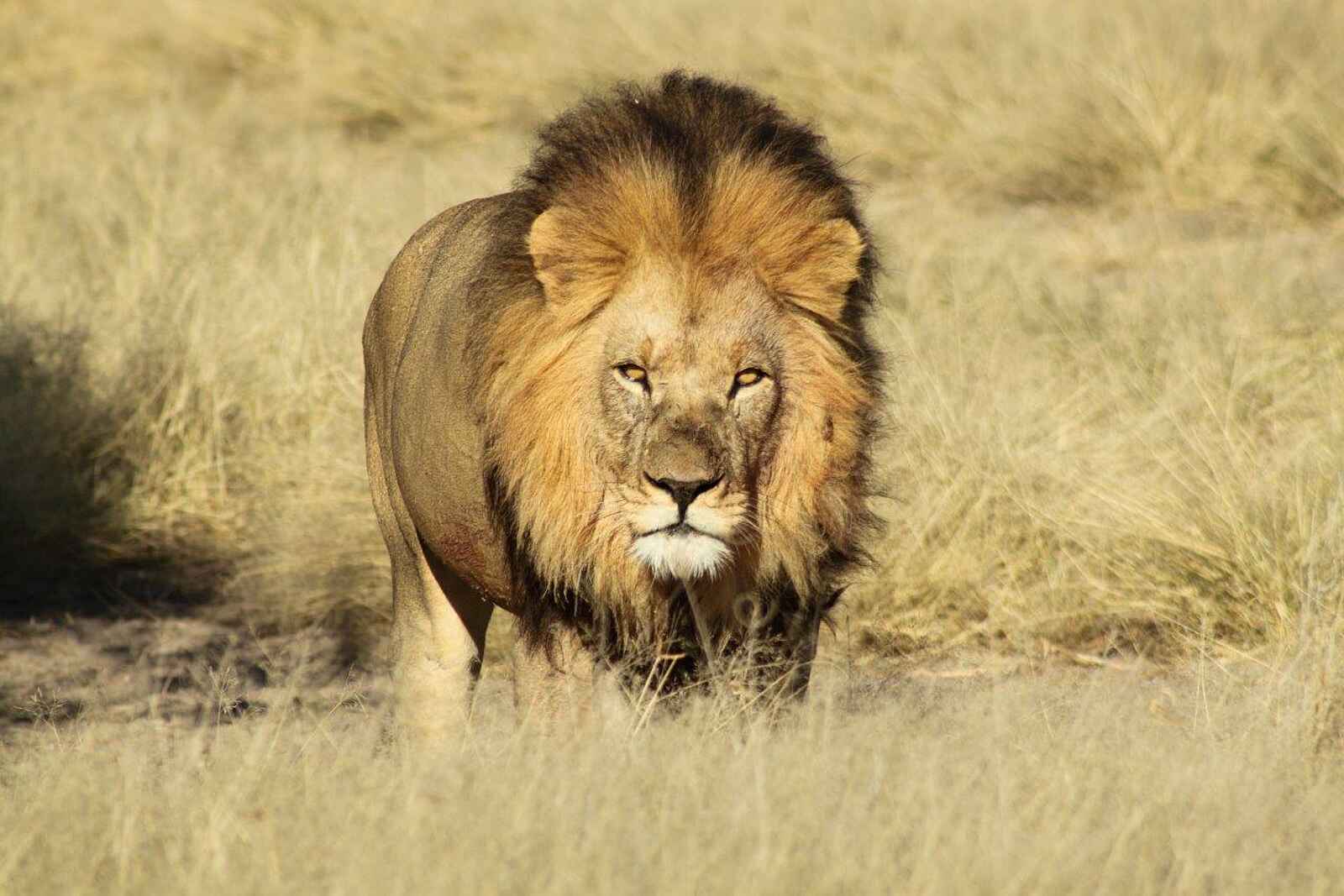 Dinaka Lodge: Kalahari-Löwe Dinaka Lodge: Kalahari-Löwe