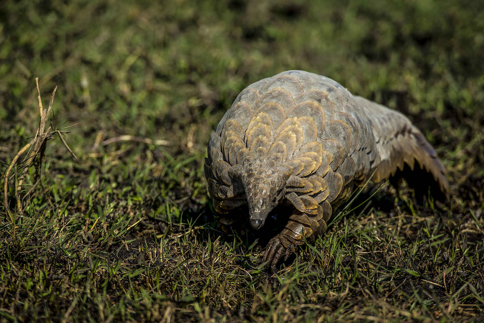 Duba Explorers Camp: Ein Pangolin Duba Explorers Camp: Ein Pangolin