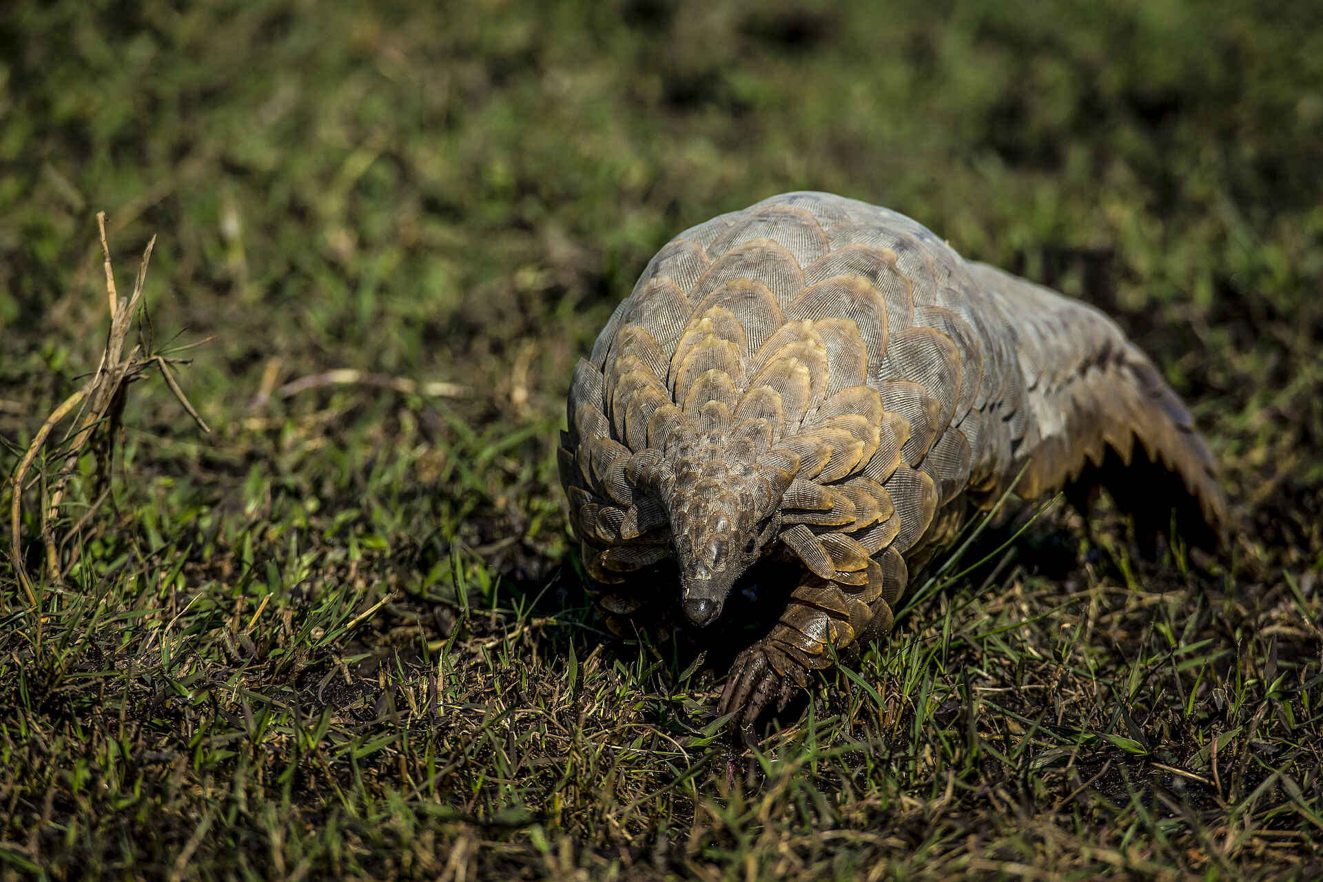 Duba Explorers Camp: Ein Pangolin