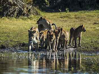 Duba Plains Suite: Löwen