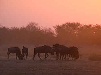 Etosha Mountain Lodge: Gnus im Sonnenuntergang