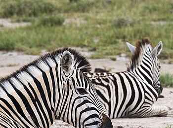 Etosha: Ruhepause