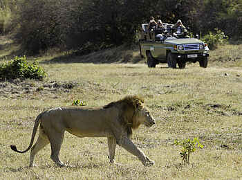 Flatdogs Camp: Männlicher Löwe Flatdogs Camp: Männlicher Löwe