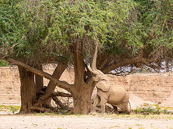 Hoanib Skeleton Coast Camp: Elefant