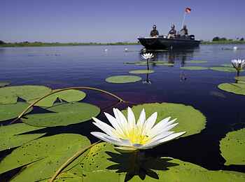 Jacana Camp: Seerose Jacana Camp: Seerose