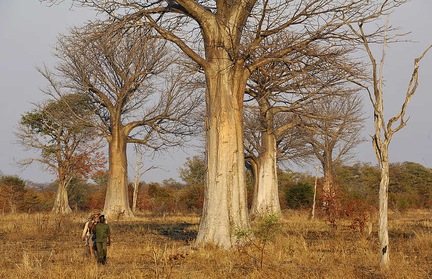 Kaingo Walking Safari: Zwischen den Baobabs Kaingo Walking Safari: Zwischen den Baobabs