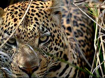 Khwai Expeditions Camp: Im Fokus des Leoparden Khwai Expeditions Camp: Im Fokus des Leoparden