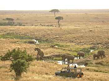 Kifaru House: Elefanten Begegnung bei einer Pirschfahrt Kifaru House: Elefanten Begegnung bei einer Pirschfahrt