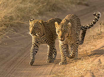 Lemala Nanyukie Lodge: Zwei Leoparden Lemala Nanyukie Lodge: Zwei Leoparden