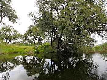 Lianshulu Lodge: Verwachsener Baum Lianshulu Lodge: Verwachsener Baum