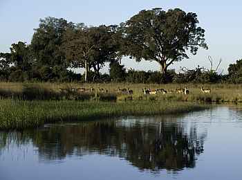 Little Mombo Camp: Antilopen