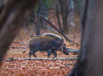 Luambe Camp: Die lichten Wälder des Luambe Parks beheimaten Warzenschweine Luambe Camp: Die lichten Wälder des Luambe Parks beheimaten Warzenschweine