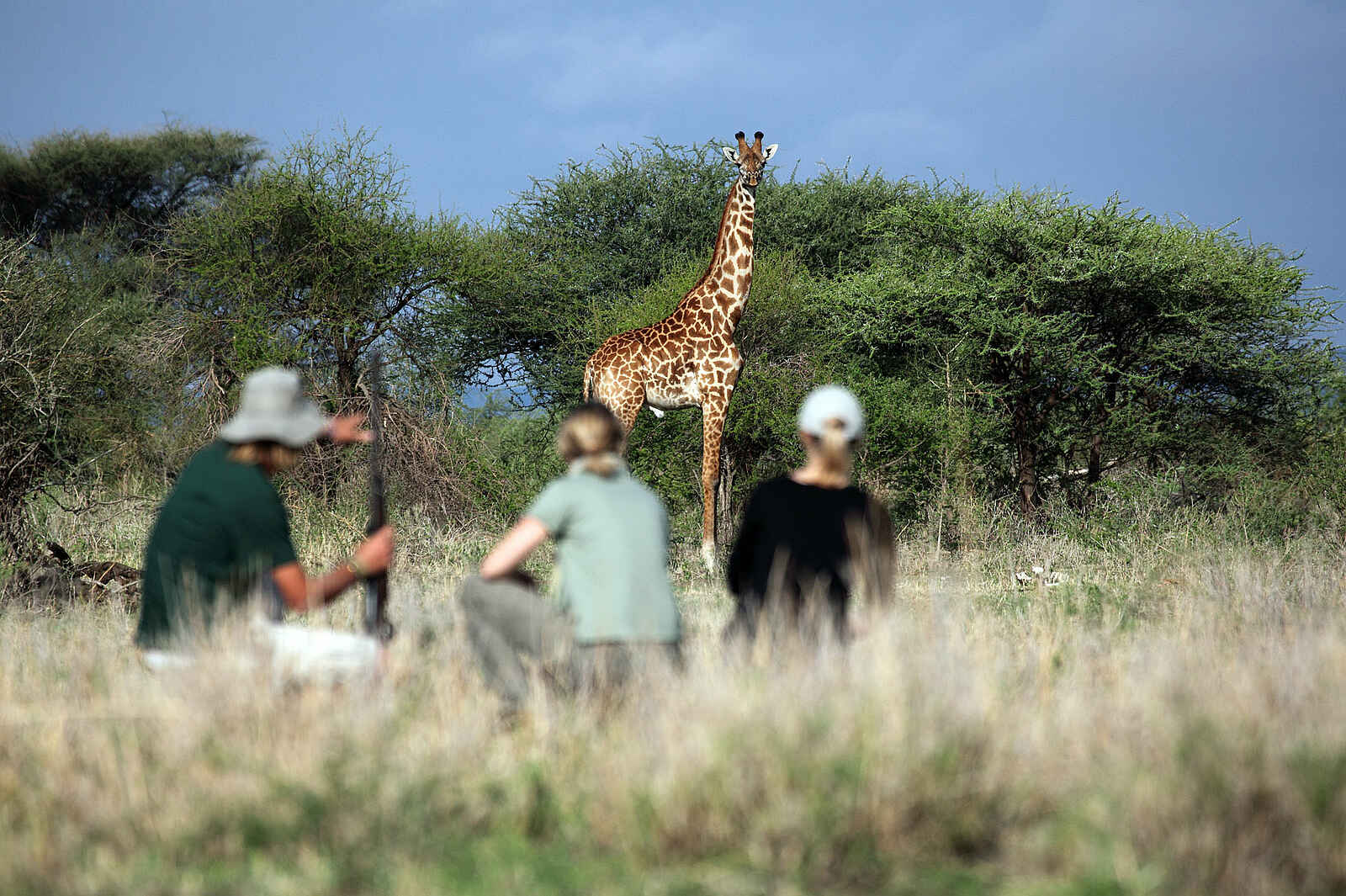 Manyara Ranch: Giraffe voraus Manyara Ranch: Giraffe voraus