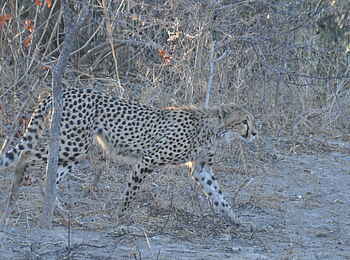 Nanzhila Plains Safari Camp: Gepard im Lauf Nanzhila Plains Safari Camp: Gepard im Lauf