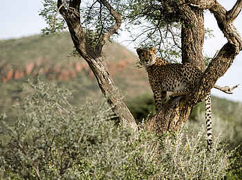 Okonjima Plains Camp: Gepard im Baum Okonjima Plains Camp: Gepard im Baum