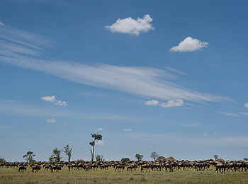 Olakira Migration Camp: Gnu Herde