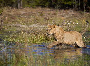 Qorokwe Camp: Löwe im Wasser Qorokwe Camp: Löwe im Wasser