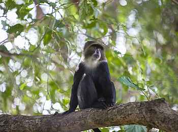 Rivertrees Country Inn: Diademmeerkatze