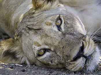 Ruckomechi Camp: Müder Löwe Ruckomechi Camp: Müder Löwe