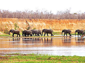 Selous Impala Camp: Elefantenwanderung