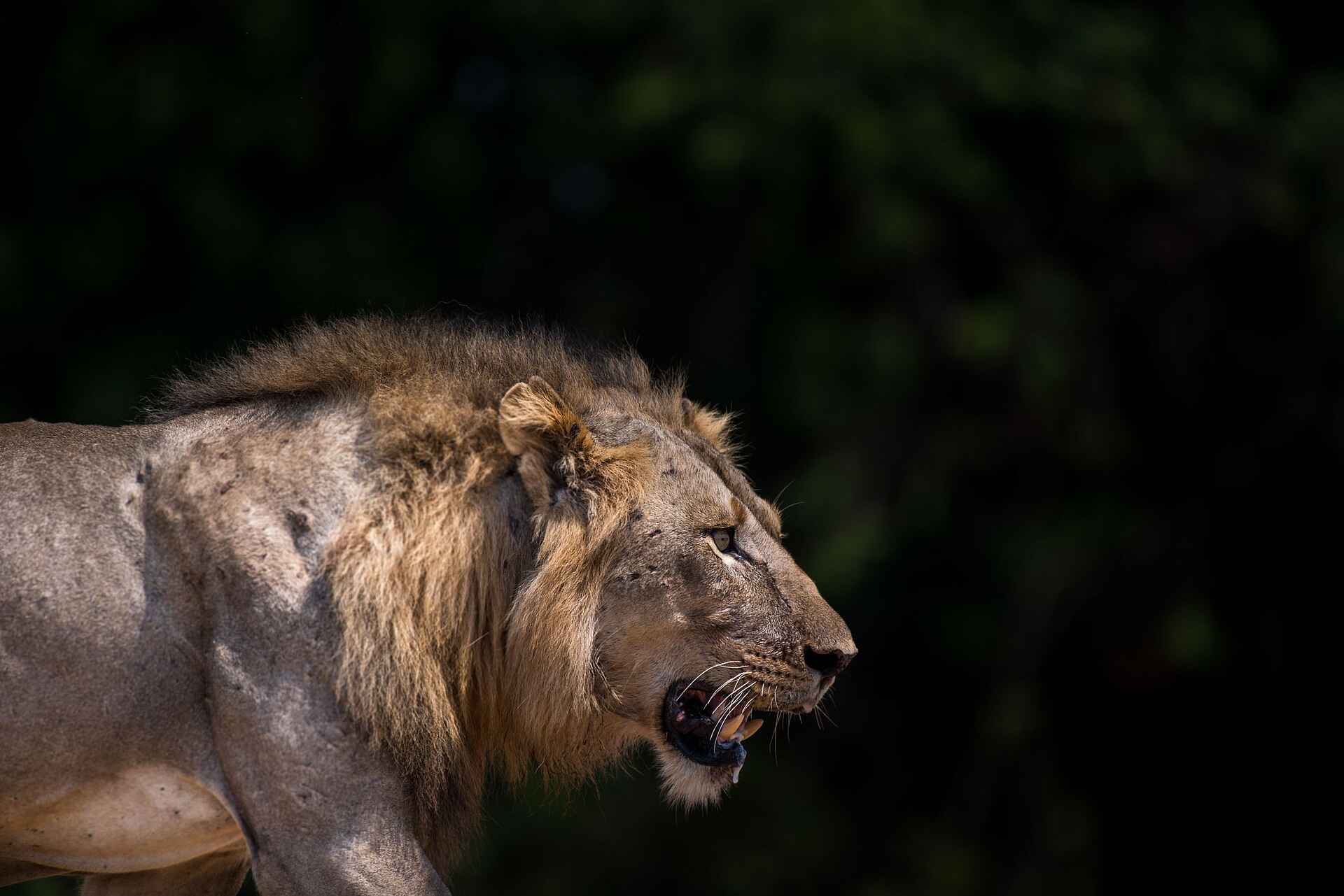 Shawa Luangwa Camp: Löwen Männchen
