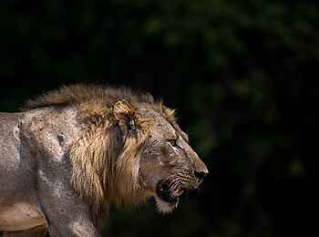 Shawa Luangwa Camp: Löwen Männchen Shawa Luangwa Camp: Löwen Männchen