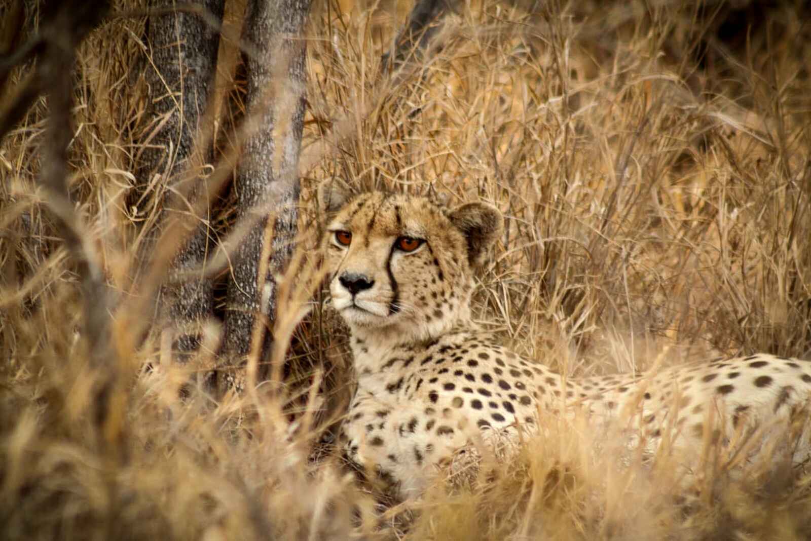 Simbavati Waterside Lodge: Ein Gepard Simbavati Waterside Lodge: Ein Gepard